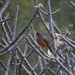 Turdus abyssinicus