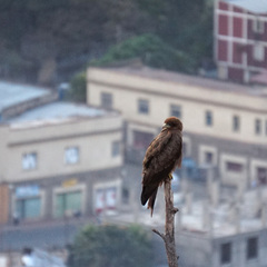 Milvus migrans