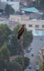 Milvus migrans