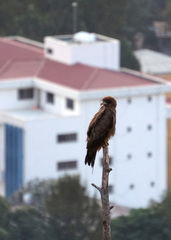 Milvus migrans