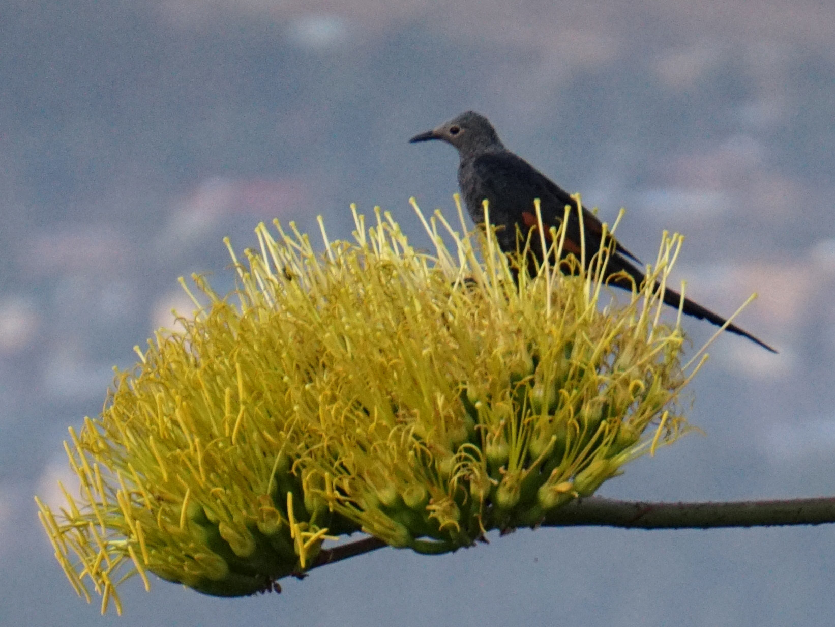 Slender-billed Starling (Onychognathus tenuirostris), photo 4