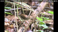 Pellorneum rostratum