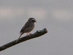 Crithagra tristriata