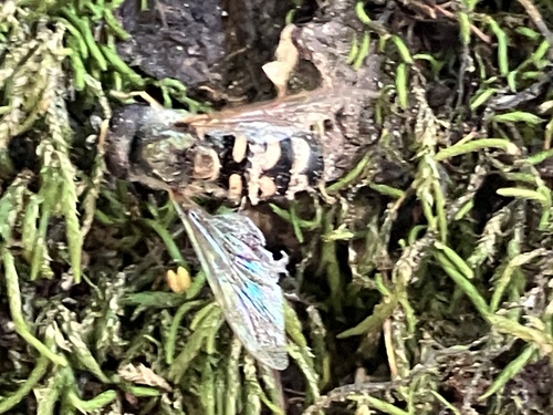 Unknown species found near Sugarloaf Ridge State Park, Kenwood, CA, US