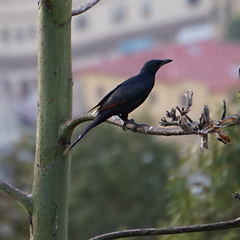 Onychognathus morio