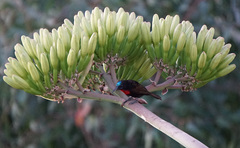 Chalcomitra senegalensis
