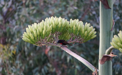 Chalcomitra senegalensis