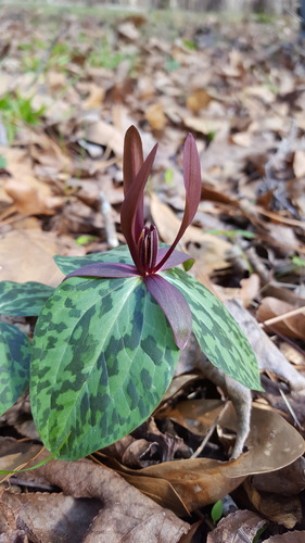 Trillium ludovicianum Harb.