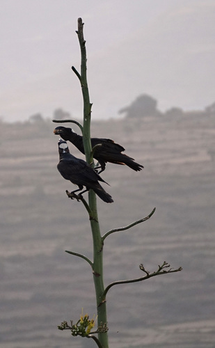 Thick-billed Raven (Corvus crassirostris), photo 7