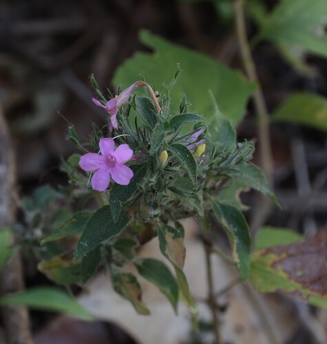 Ruellia inundata, photograph 4
