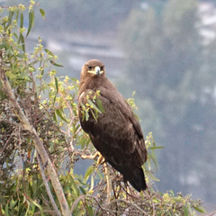 Aquila nipalensis
