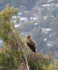 Aquila nipalensis