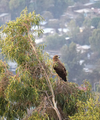 Aquila nipalensis
