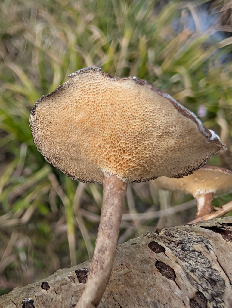 Lentinus brumalis · March 2026 · photo: © pilmar (iNaturalist, cc0)