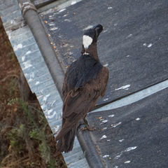 Corvus crassirostris