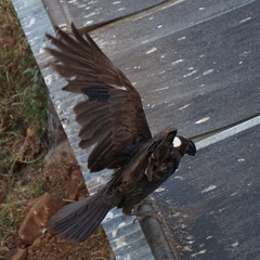 Corvus crassirostris