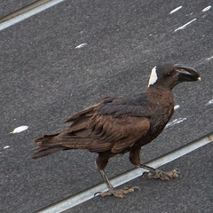 Corvus crassirostris
