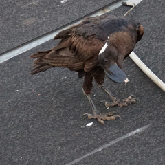 Corvus crassirostris
