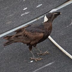 Corvus crassirostris