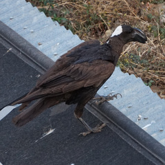 Corvus crassirostris