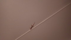 Hemidactylus mercatorius