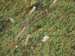 Potamogeton malaianus