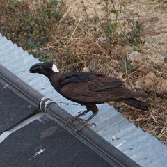 Corvus crassirostris
