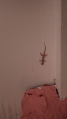 Hemidactylus mercatorius