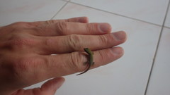 Phelsuma laticauda