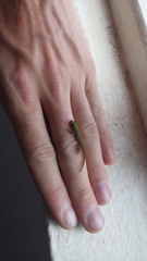 Phelsuma laticauda