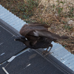 Corvus crassirostris