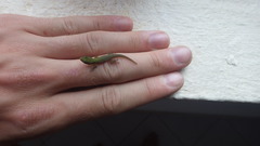 Phelsuma laticauda