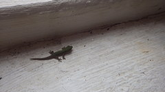 Phelsuma laticauda