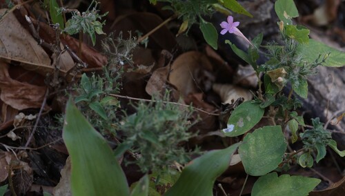 Ruellia inundata, photograph 3