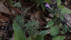 Ruellia inundata, photograph (c) Andrea Gantzer, some rights reserved (CC BY)