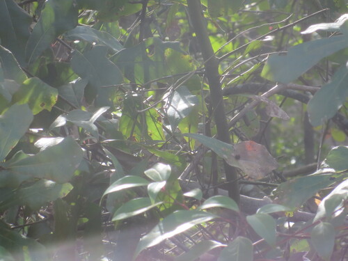 Cinnamomum camphora