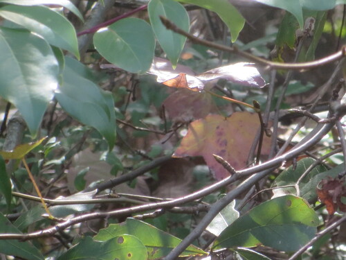Cinnamomum camphora