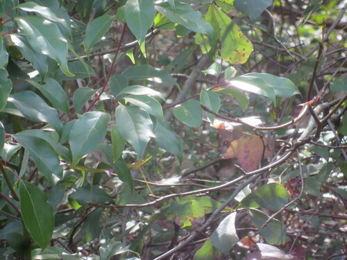 Cinnamomum camphora