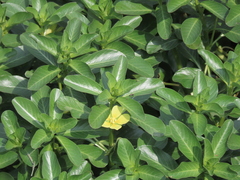 Ludwigia taiwanensis