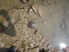 Carcinoscorpius rotundicauda