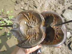 Carcinoscorpius rotundicauda