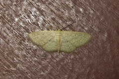 Scopula hypochra
