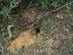 Manis pentadactyla pentadactyla