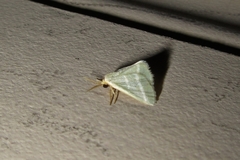 Mixocera latilineata