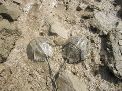 Carcinoscorpius rotundicauda