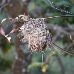 Ploceus cucullatus