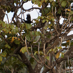 Nectariniidae
