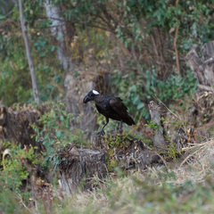 Corvus crassirostris