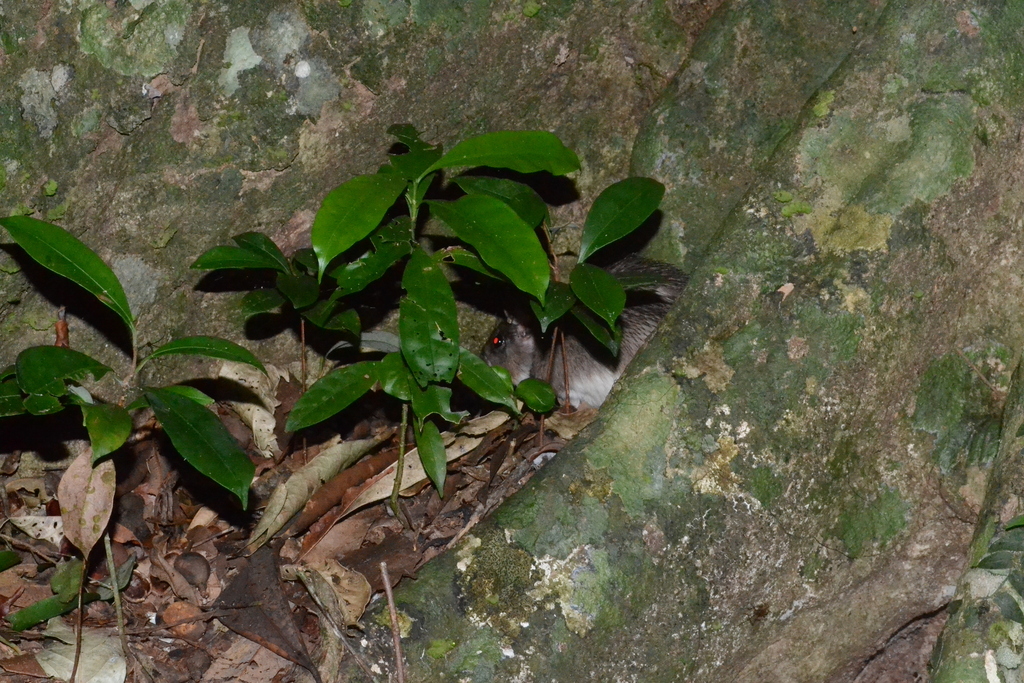 Elias' Atlantic Spiny-Rat
