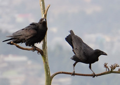 Corvus rhipidurus